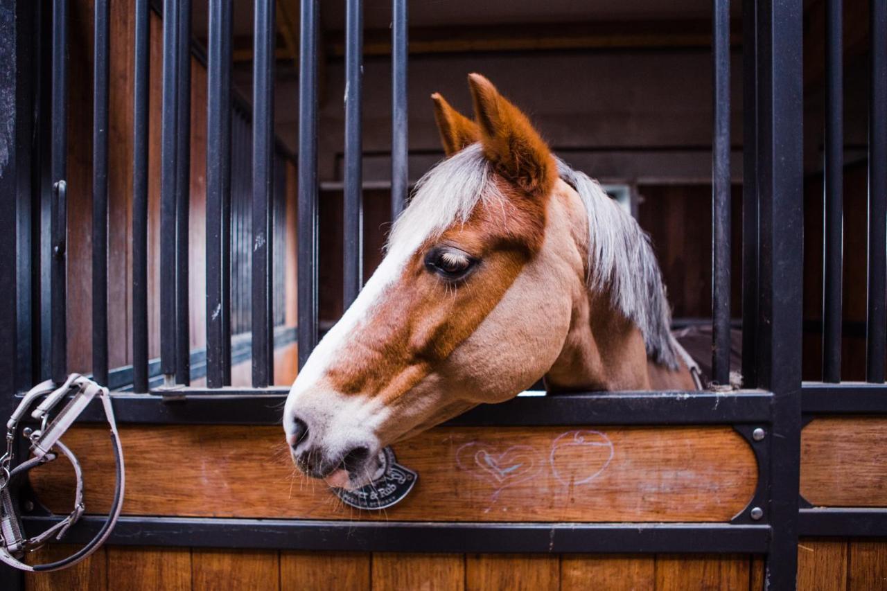 Salio Equisport Resort Стрикув Екстер'єр фото